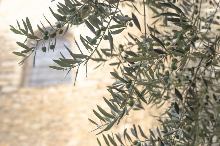 Ege Bölgesi’nde Zeytin Ağaçlarına Zararlı Böcek Tehdidi